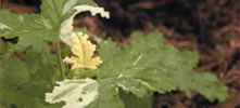 Géranium feuilles de chêne panachées