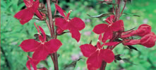 Lobelia rouge