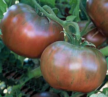 Tomate Cherokee Purple