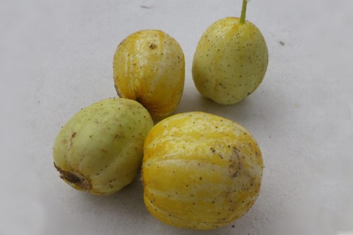 concombre Citron