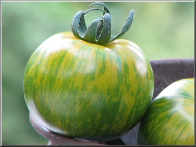 Tomate Green zebra