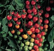 Tomate basket rouge