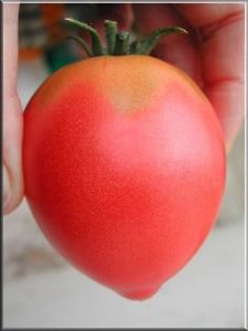 Tomate rose siberienne