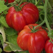 Tomate Schimmeig Striped Hollow