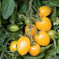 Tomate Golden honey bunch