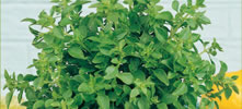 Basilic citron