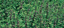 Menthe gingembre