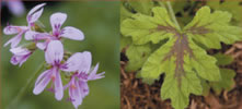 Géranium menthe chocolat