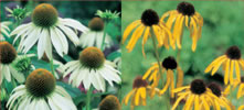 Echinacea (paradoxa/'White Swan')