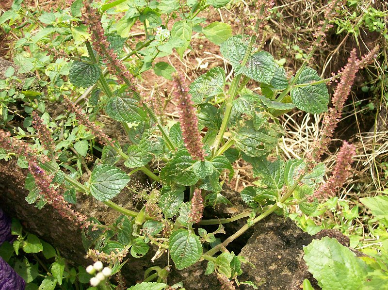 Plante Anti-panique