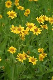 Arnica 