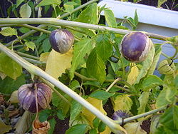 Tomatille Pourpre